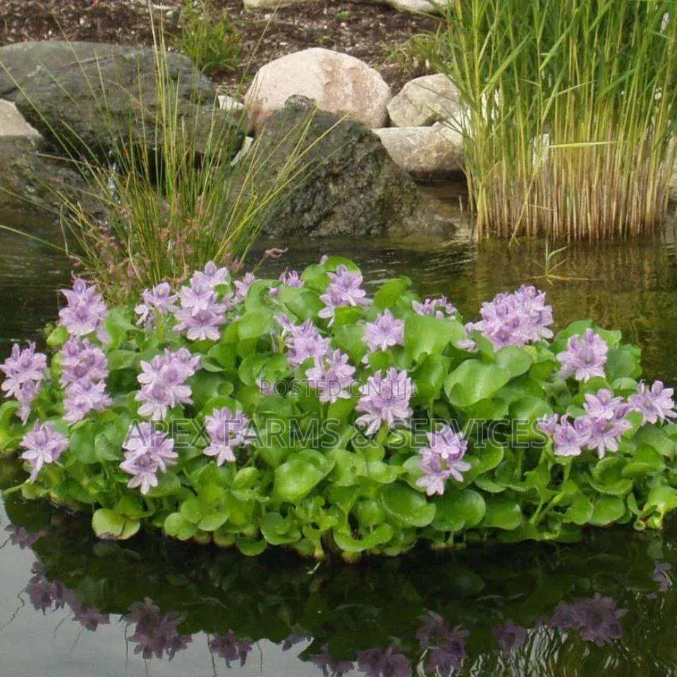 Cheapest Water Hyacinth From Apex(+Free Gift)