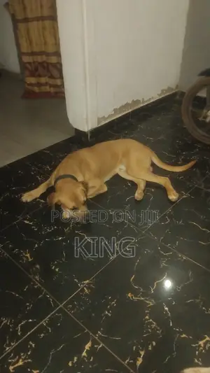 1+ year Male Purebred Boerboel