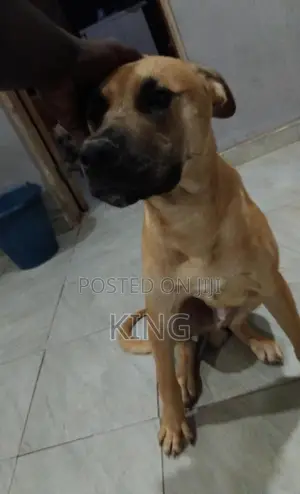 1+ year Male Purebred Boerboel
