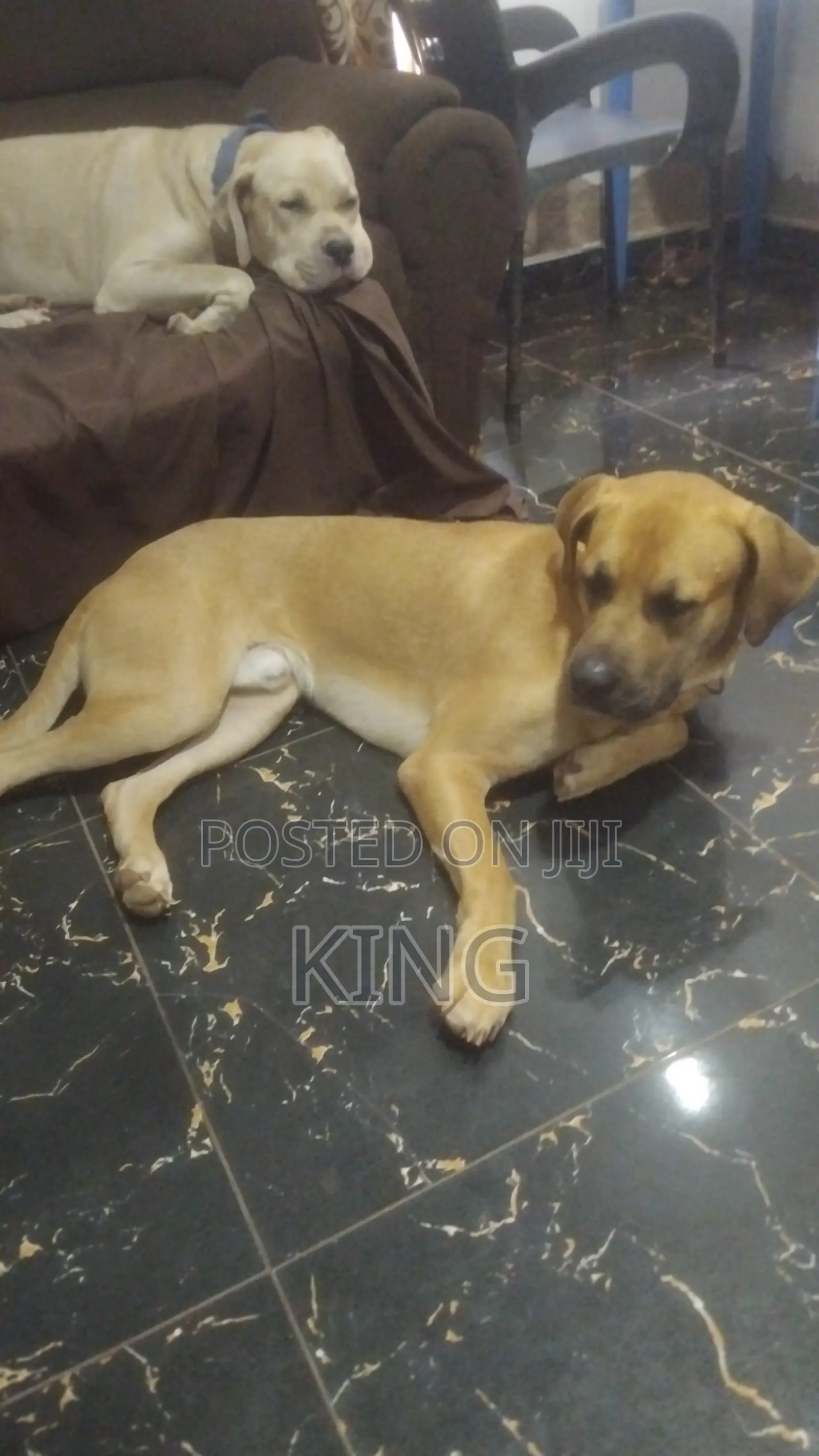 1+ year Male Purebred Boerboel