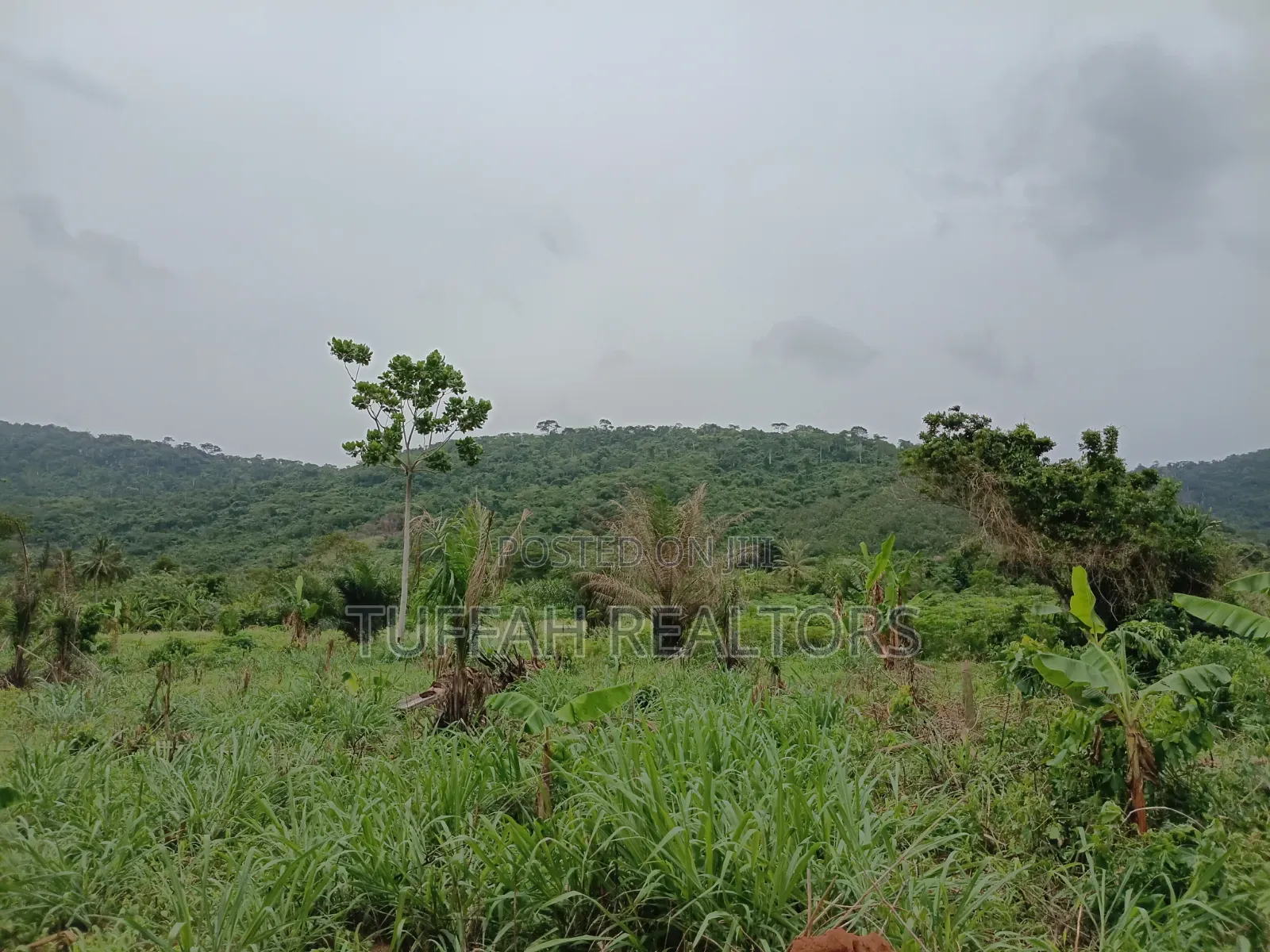 50 Acres Farmland for Sale