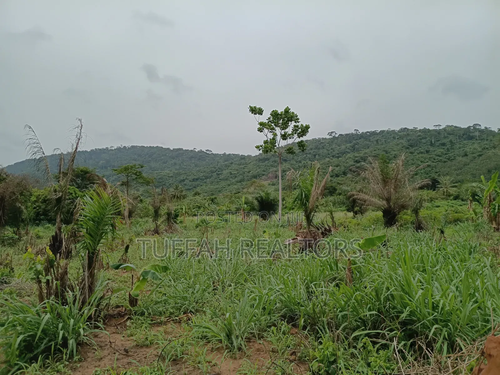 50 Acres Farmland for Sale