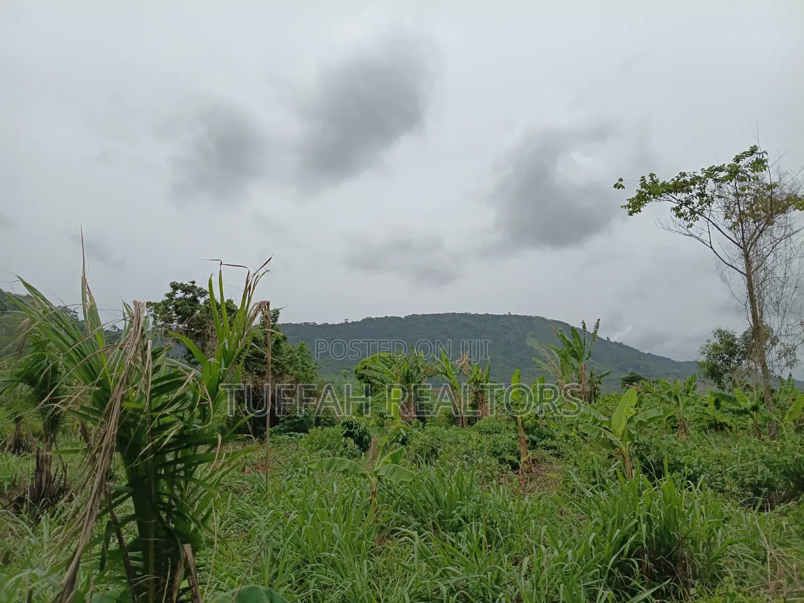 50 Acres Farmland for Sale
