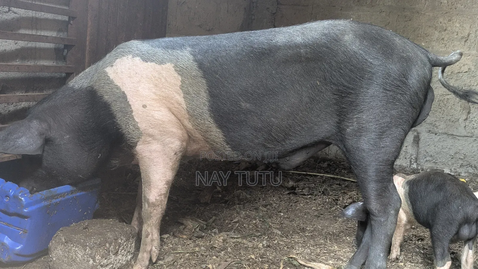 Organic Pork