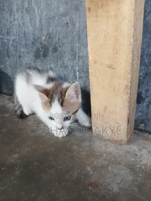1-3 months Female Purebred Cat