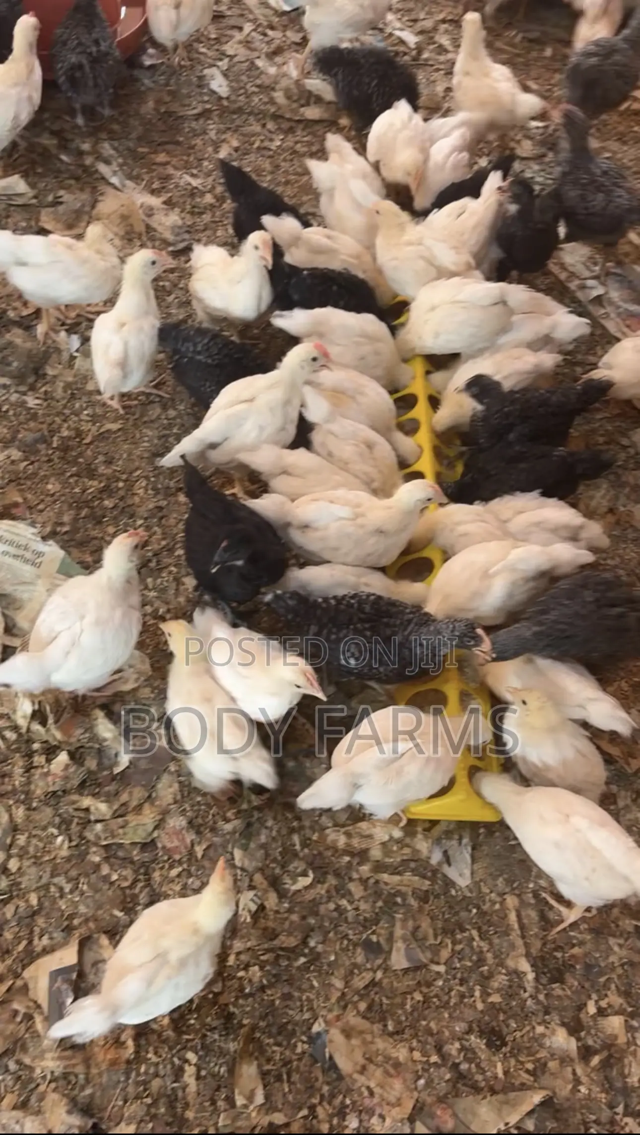 5-6 Weeks Cockerels Available.