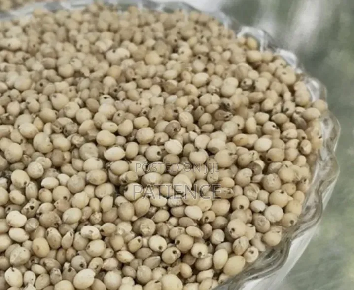 Sorghum Grains