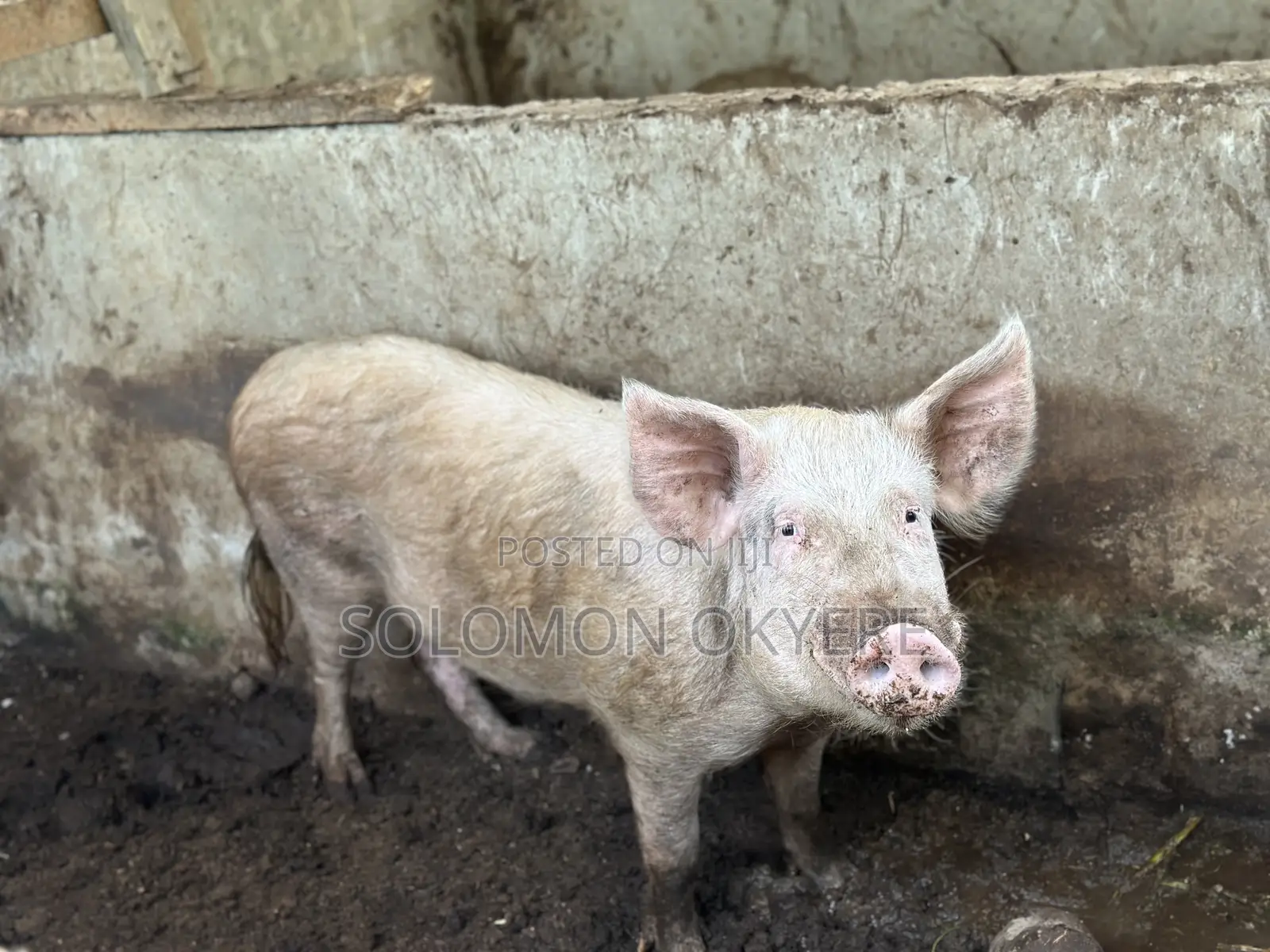 Ready for Slaughter and Rearing