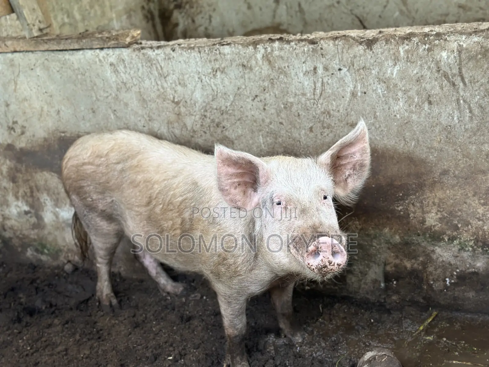 Ready for Slaughter and Rearing