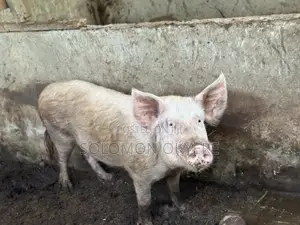 Ready for Slaughter and Rearing