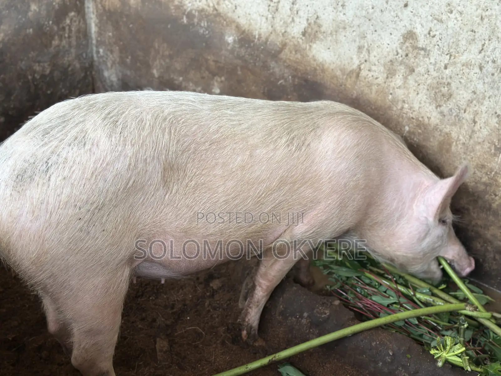 Ready for Slaughter and Rearing