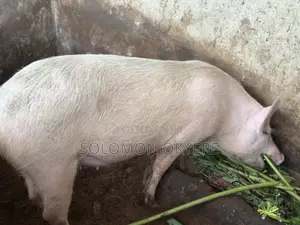 Ready for Slaughter and Rearing