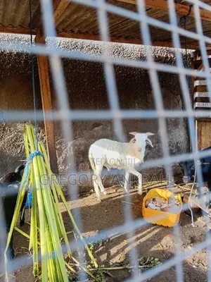 White Male Sheep