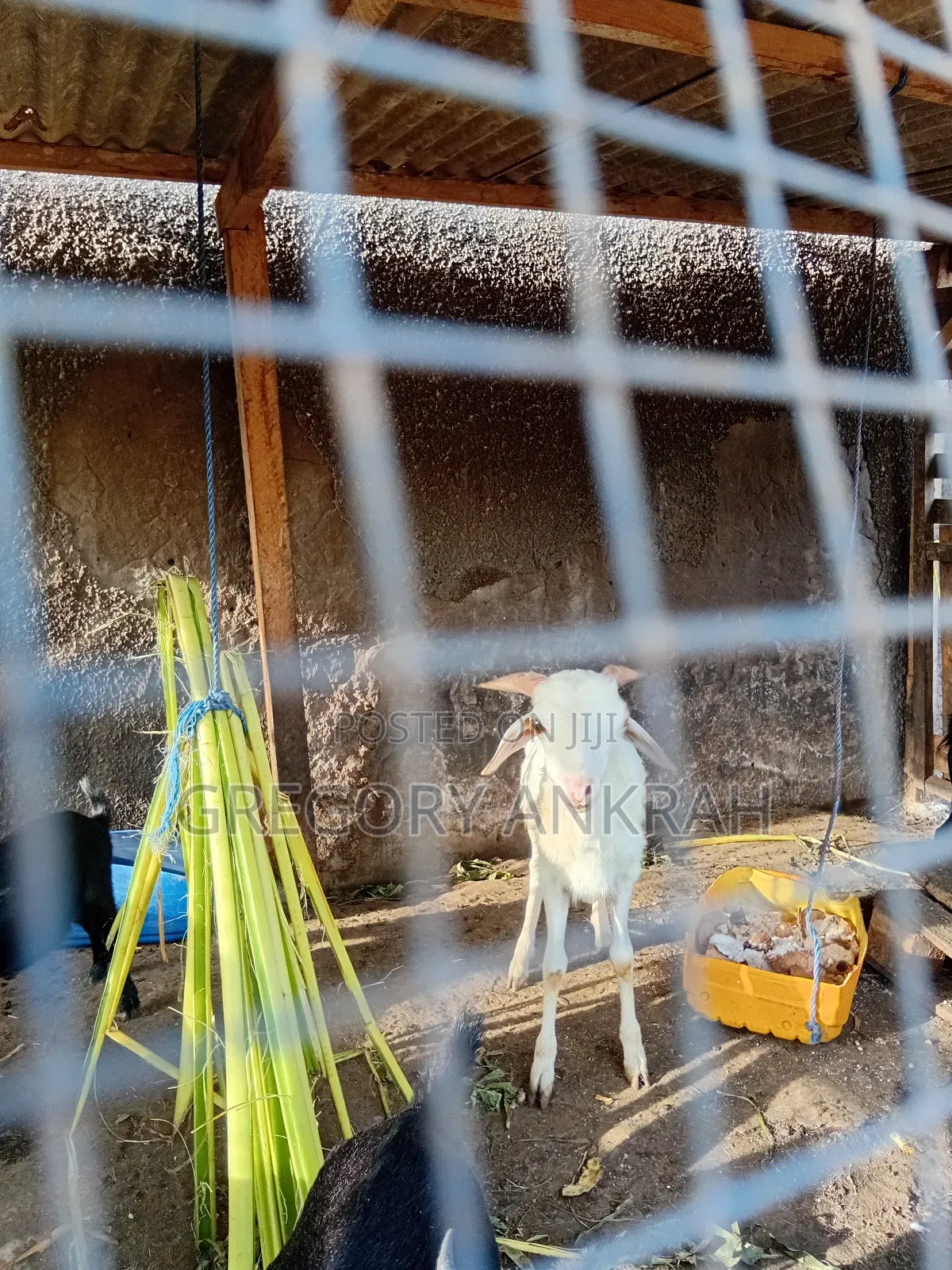 White Male Sheep
