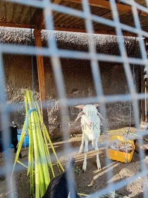 White Male Sheep
