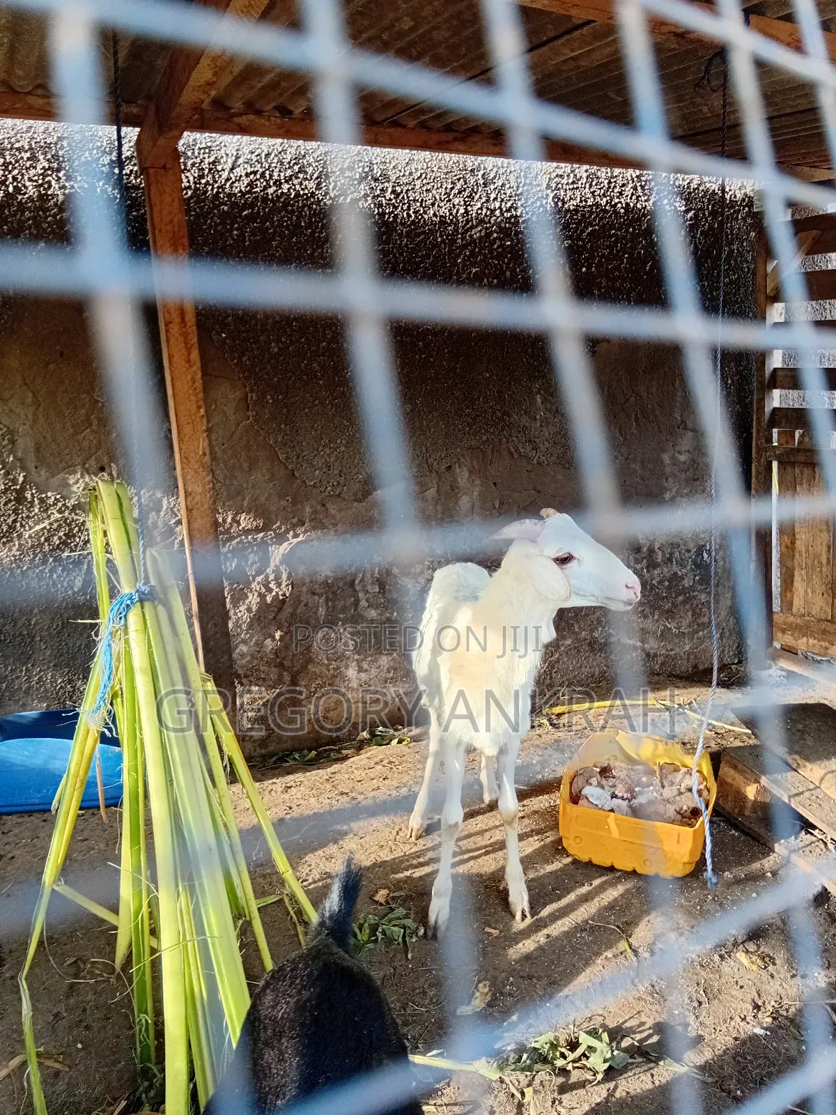 White Male Sheep