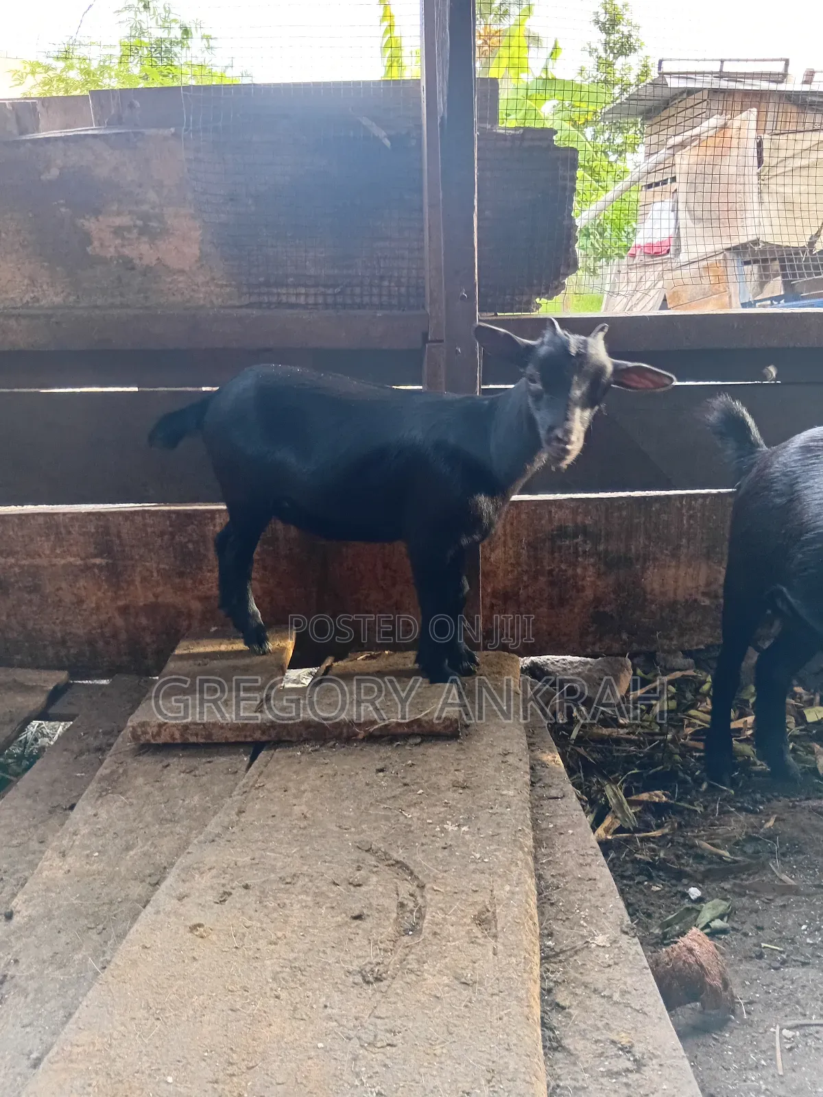 Young Black Female Goat