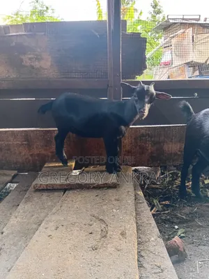Young Black Female Goat