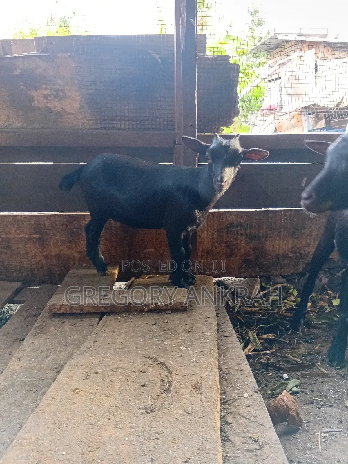 Young Black Female Goat