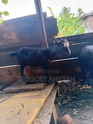 Young Black Female Goat