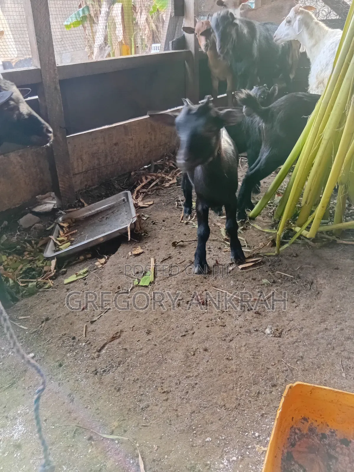 Young Black Female Goat