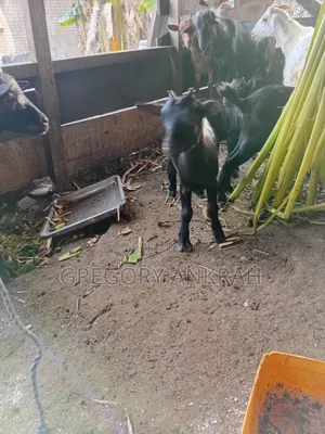 Young Black Female Goat