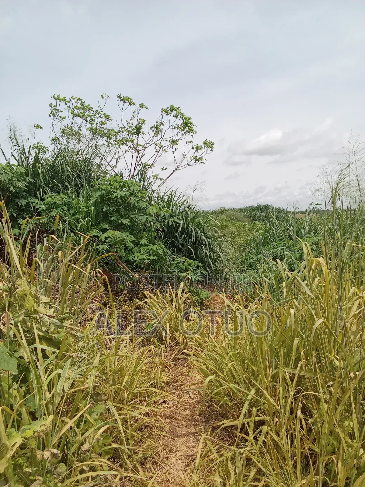Plot of Land Abuakwa Darbaa