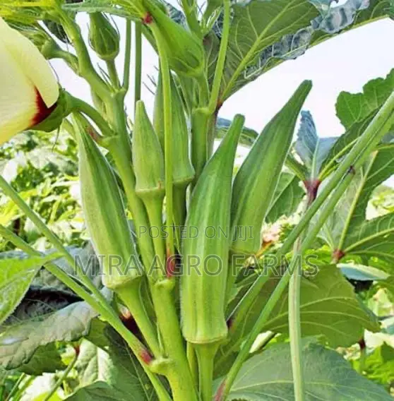 Okra Seeds