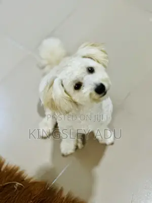 6-12 months Male Purebred Poodle