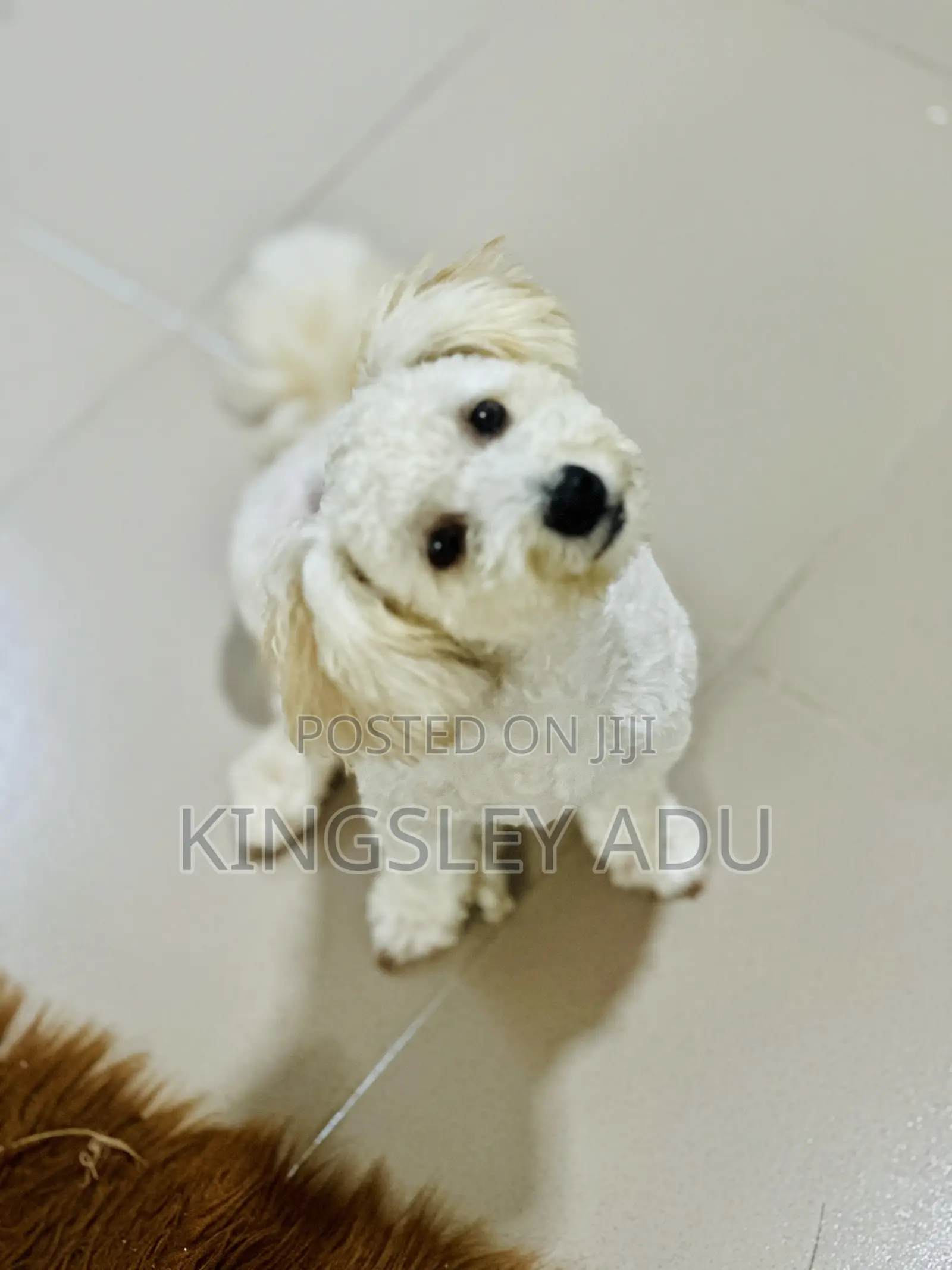 6-12 months Male Purebred Poodle