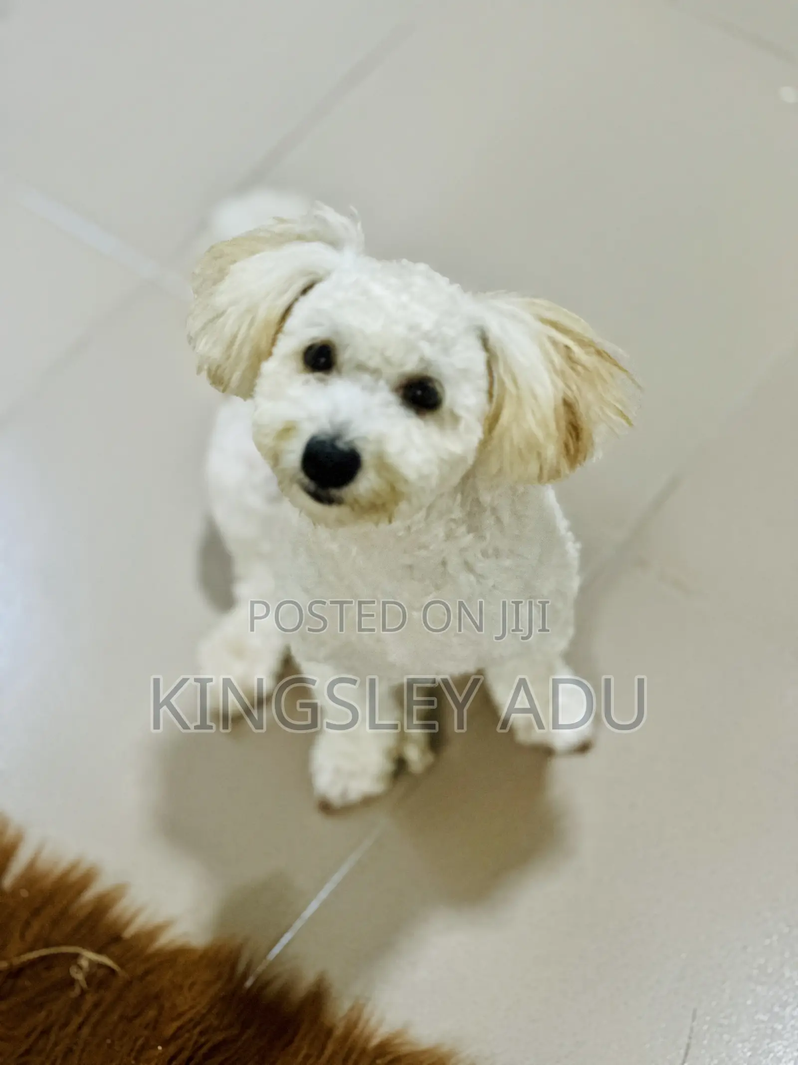 6-12 months Male Purebred Poodle