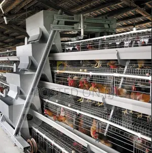 Chicken Cage Layers/System/Battery/Automatic/a H