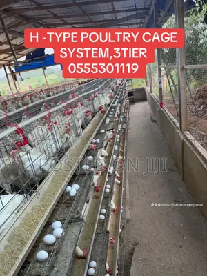 H Type Chicken Cage System