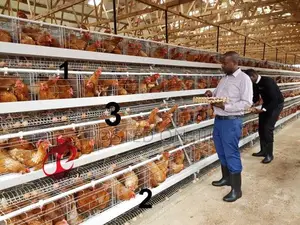 Poultry Cage/Layers/Chicken/Chicks