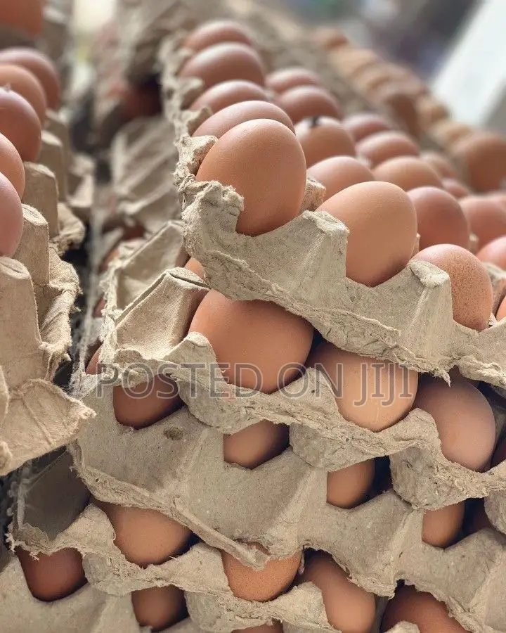 Chicken Eggs