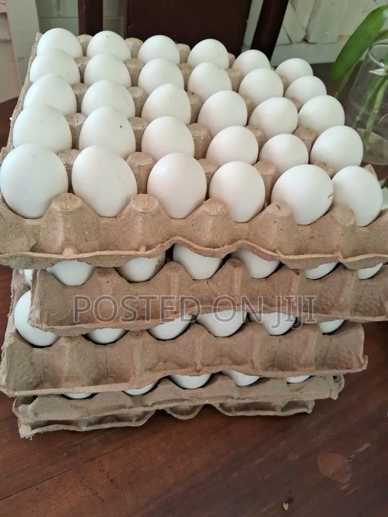 Chicken Eggs