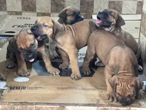3-6 months Male Purebred Boerboel