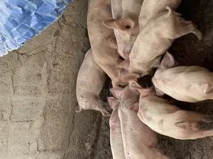 Pig and Piglet