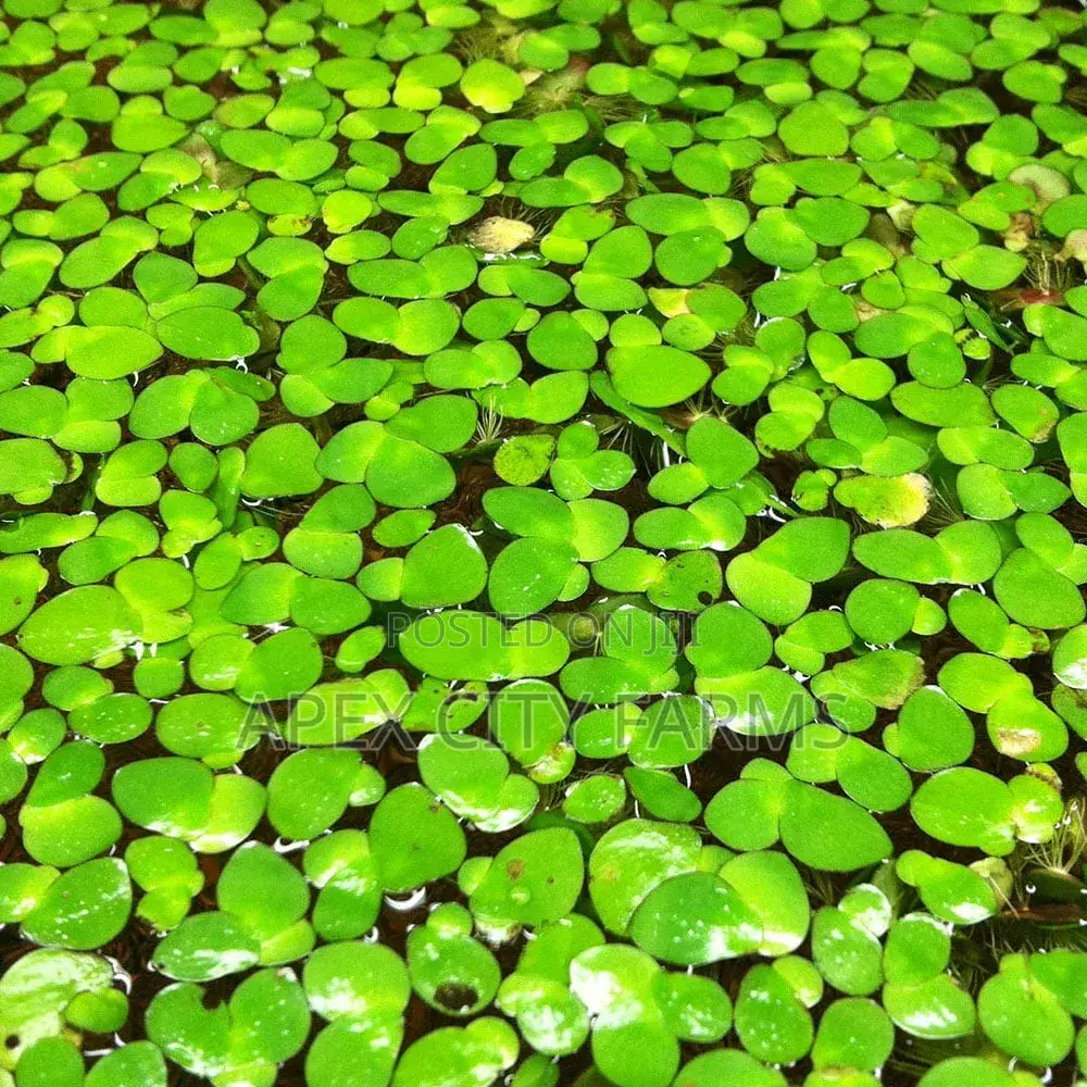 Apex Cheapest Fresh Duckweed for Sale