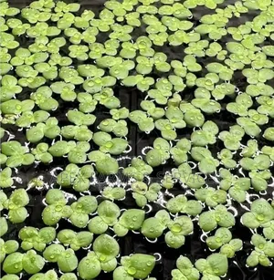Apex Cheapest Fresh Duckweed for Sale
