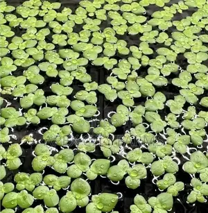 Apex Cheapest Fresh Duckweed for Sale