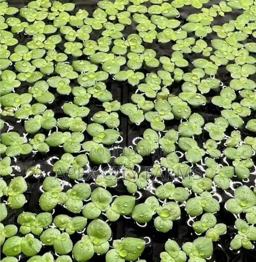 Apex Cheapest Fresh Duckweed for Sale