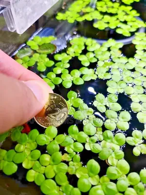 Apex Cheapest Fresh Duckweed for Sale
