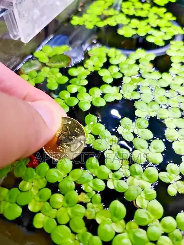Apex Cheapest Fresh Duckweed for Sale