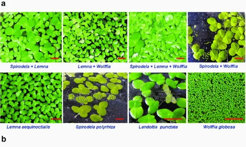 Apex Cheapest Fresh Duckweed for Sale