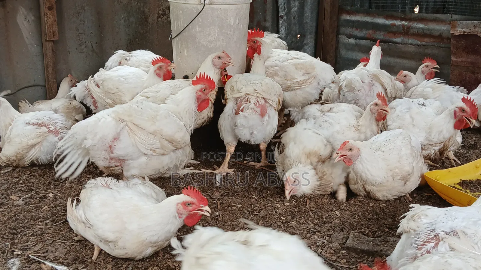 Backyard Farm