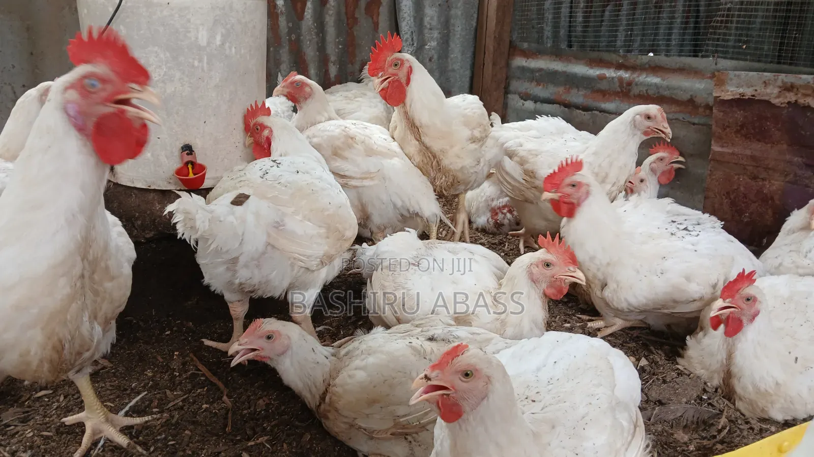 Backyard Farm