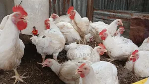 Backyard Farm