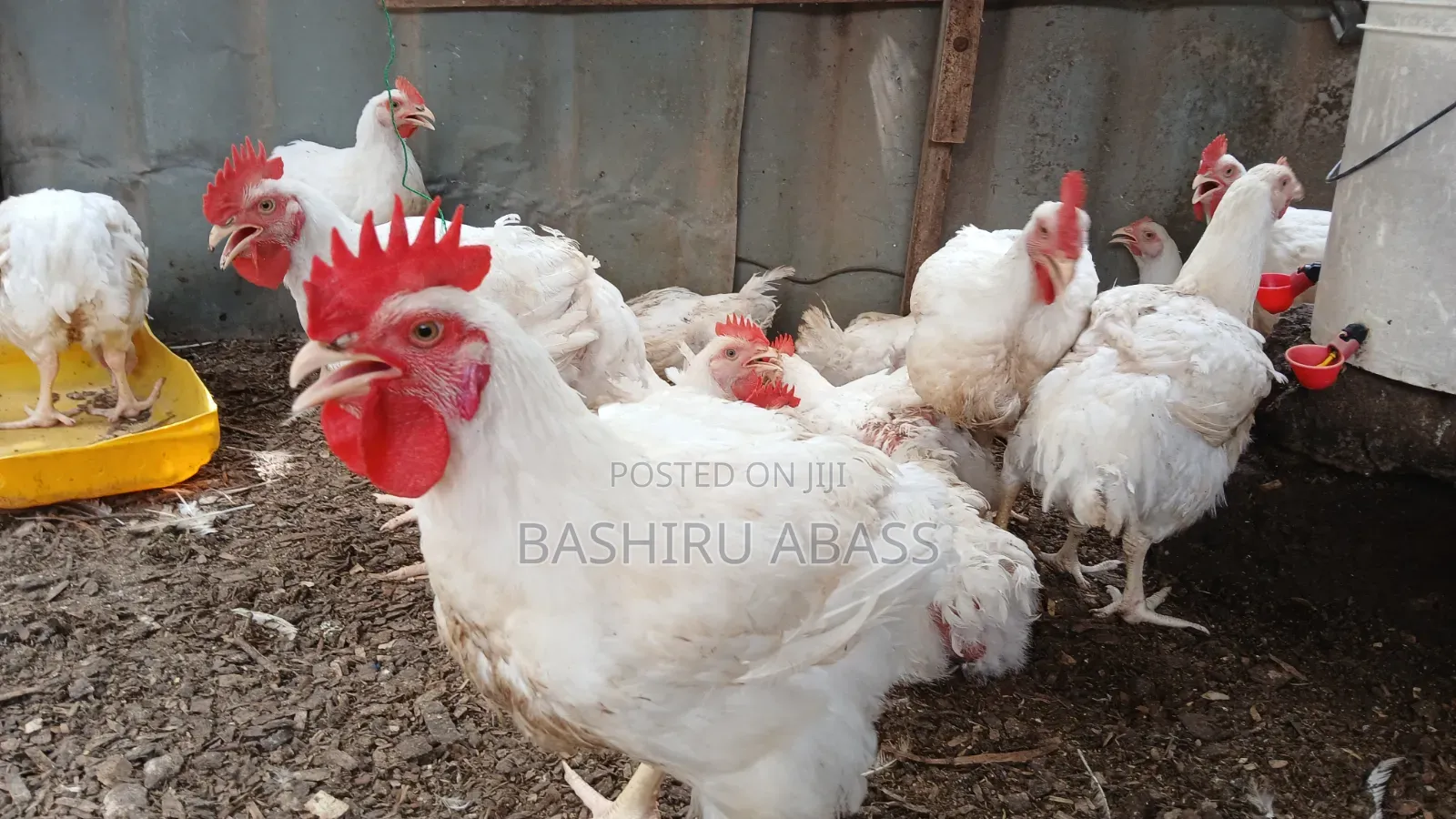 Backyard Farm