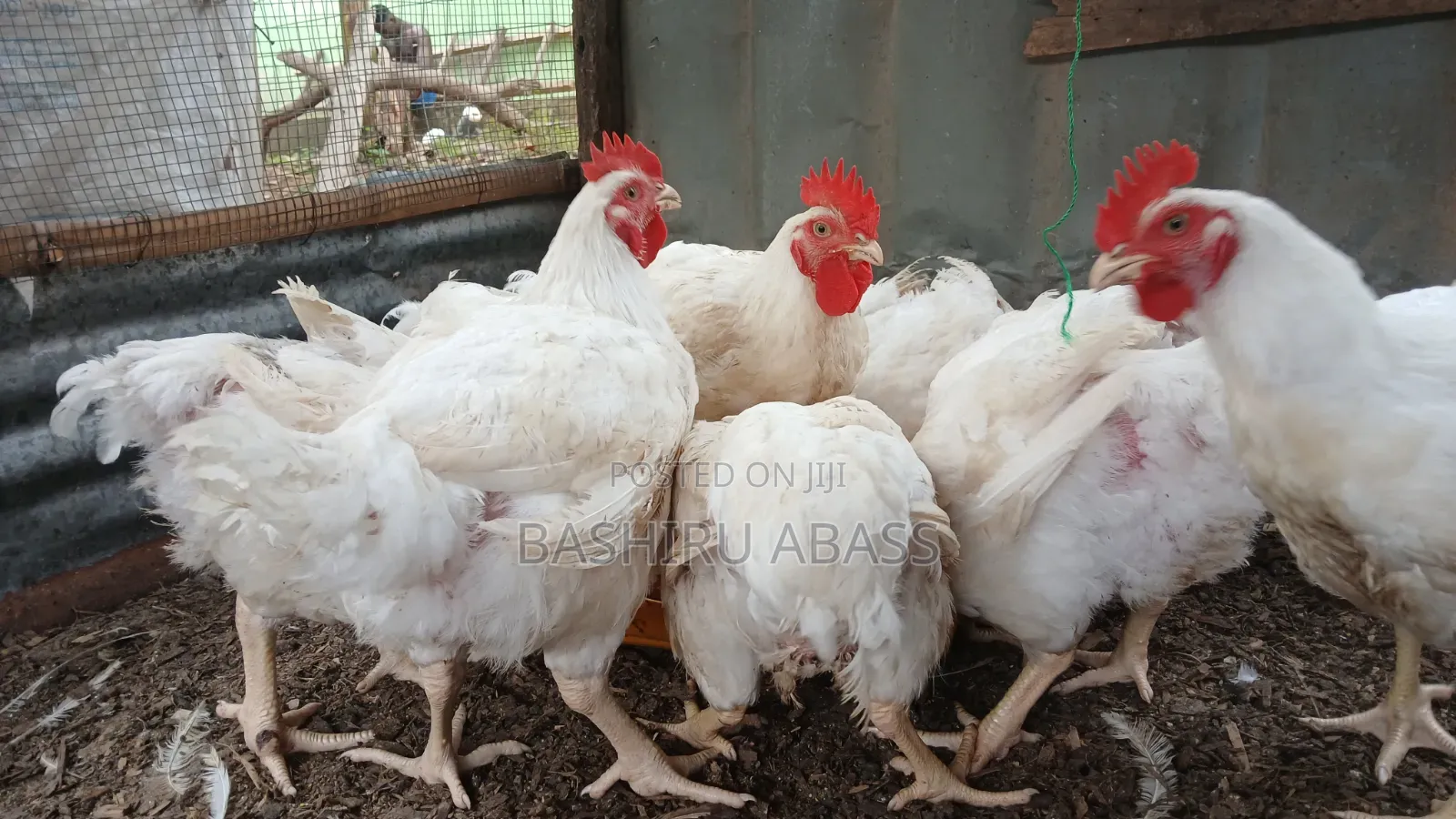 Backyard Farm